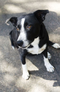 Black and white dog with an attentive and longing look. salvador, bahia, brazil.