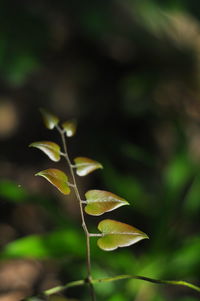 Close-up of plant