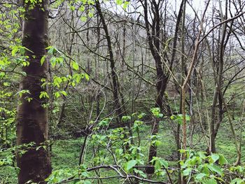 View of trees in forest