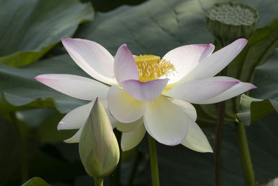 Lotus flower aquatic flower in the waters lakes of mantua italy