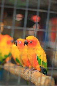 Close-up of parrot perching on branch