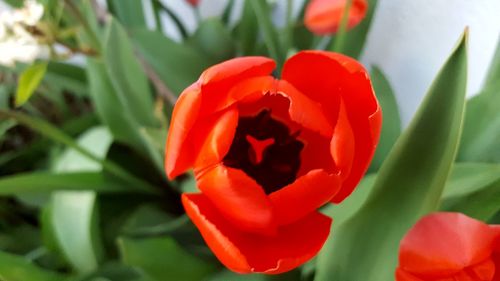 Close-up of red flower