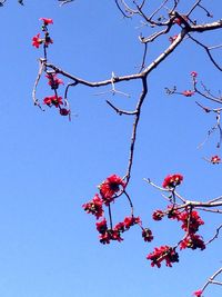 Low angle view of pink flowers against blue sky