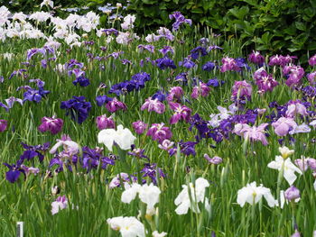 Close-up of purple flowering plants on field