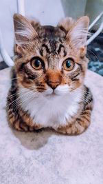 Close-up portrait of tabby cat