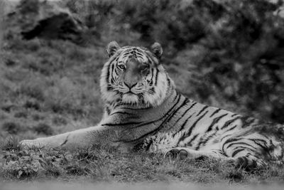 Tiger lying on field at zoo