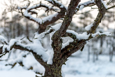 Close-up of frozen tree against sky during winter