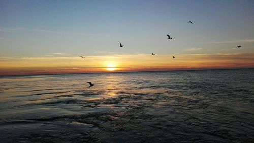 Bird flying over sea at sunset