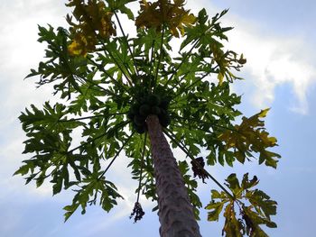 Low angle view of tree against sky