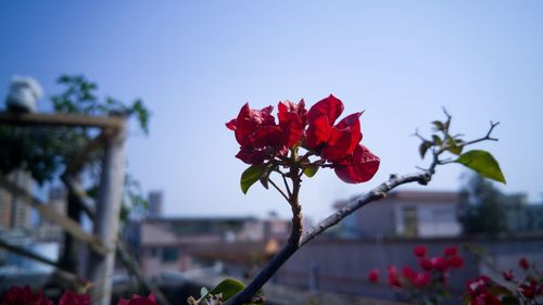 Close-up of red flowers blooming against clear sky