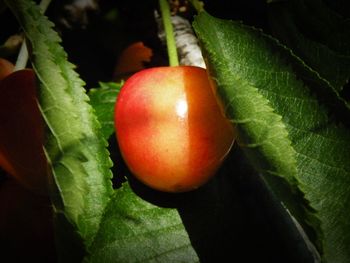 Close-up of tomatoes growing on tree