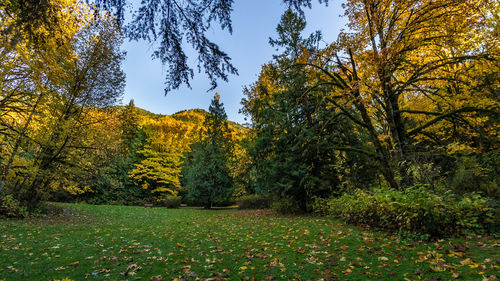 Trees on field during autumn