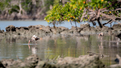 Birds on a lake