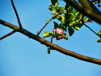 Low angle view of flowering tree against blue sky