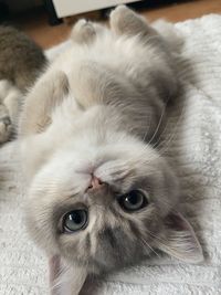 Close-up portrait of a cute babycat