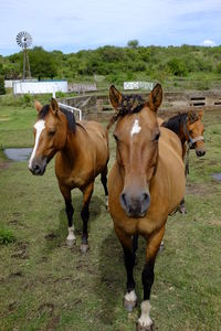 Horses standing in ranch