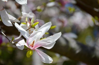 Close-up of white flower on branch