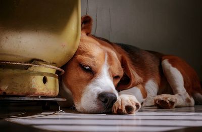 Close-up of a dog resting
