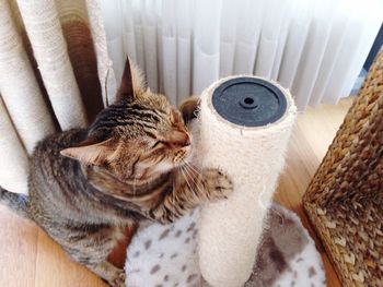 Close-up of cat at home