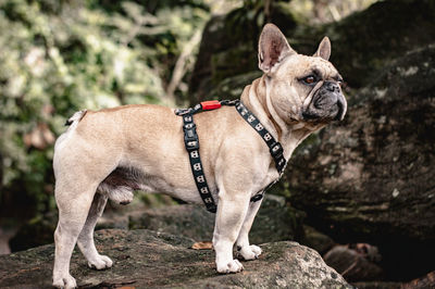 View of a dog looking away