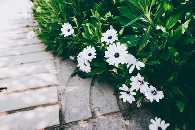 High angle view of white flowering plant