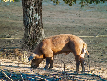 Horse on field