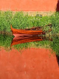 Close-up of orange plants in lake