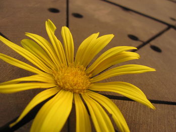 Macro shot of yellow flower