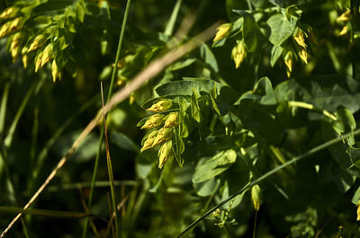 Close-up of fresh green plant