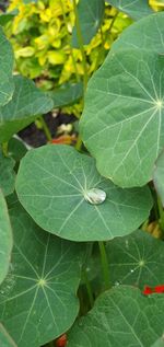 High angle view of leaves on plant