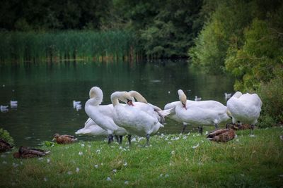 Swans and ducks in lake