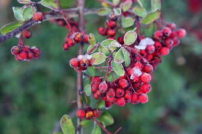 Berries on tree during winter