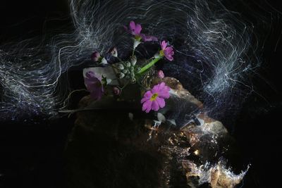 High angle view of pink floating on water at night