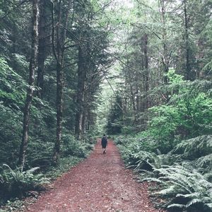 People walking on footpath in forest