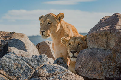 Two lionesses lie and sit among rocks