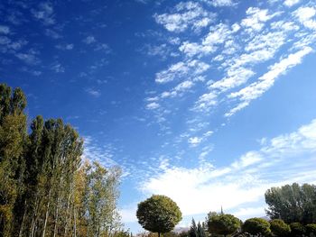 Low angle view of trees against sky