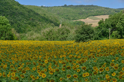 Scenic view of grassy field against mountains