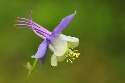 Close-up of purple flowering plant