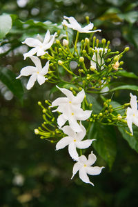 Close-up of white flowers blooming on tree