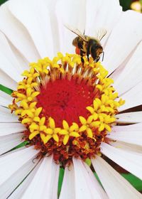 Close-up of bee on yellow flower