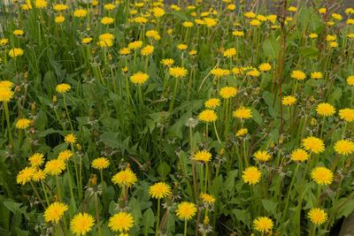 Close-up of yellow flowering plants on field