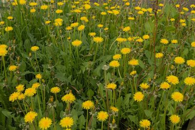 Close-up of yellow flowering plants on field