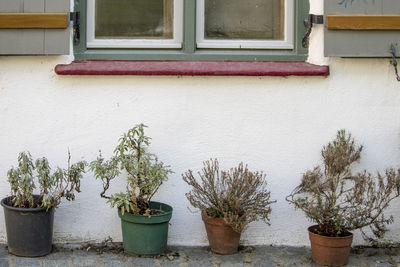 Potted plants on window of building