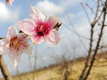 Close-up of flowers blooming on tree