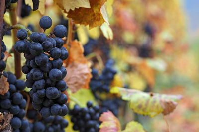 Close-up of grapes