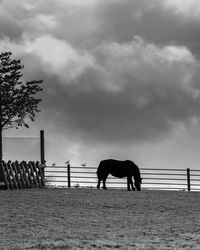 Horse standing in ranch against sky