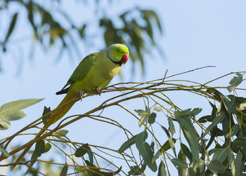 Low angle view of parrot perching on tree