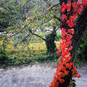 Close-up of red flowers