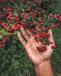 Cropped image of hand holding red berries