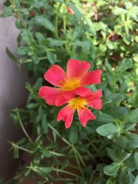 Close-up of pink flowers